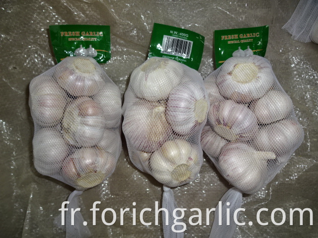 Best Quality 2019 Normal White Garlic